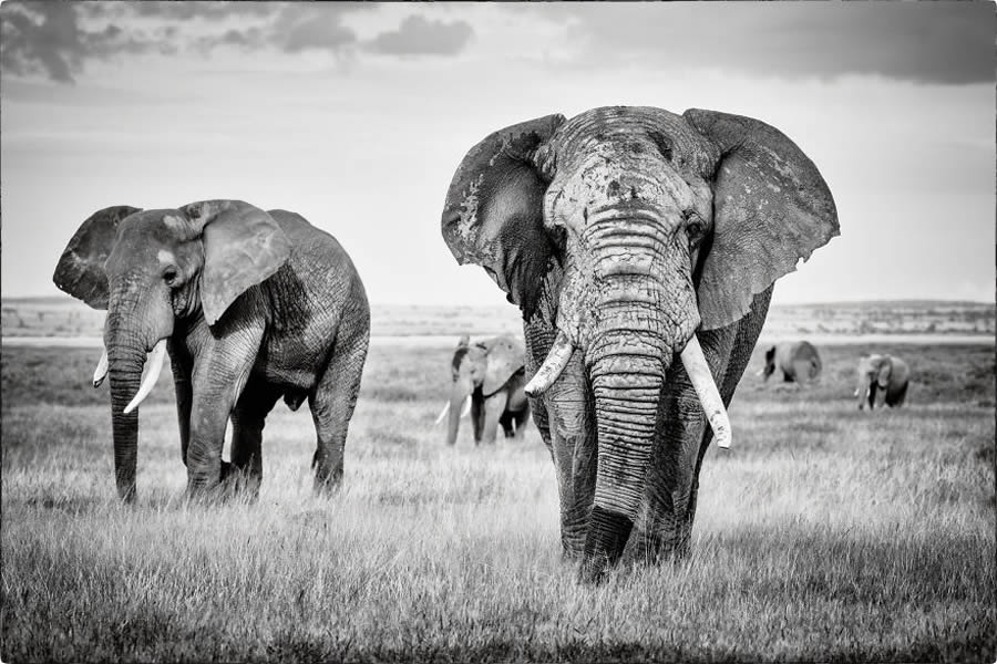 Black And White Wildlife Photos Of Kenya By Peter Delaney