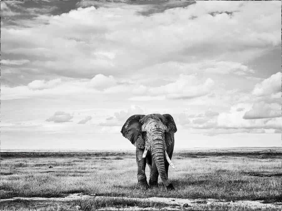 Black And White Wildlife Photos Of Kenya By Peter Delaney