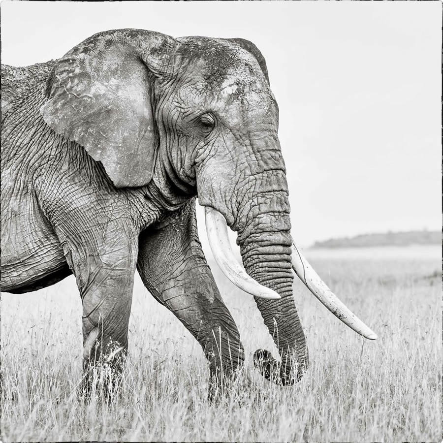 Black And White Wildlife Photos Of Kenya By Peter Delaney