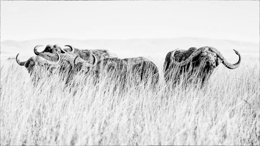 Black And White Wildlife Photos Of Kenya By Peter Delaney