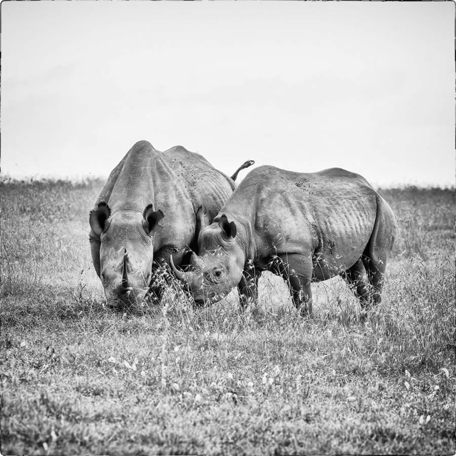 Black And White Wildlife Photos Of Kenya By Peter Delaney