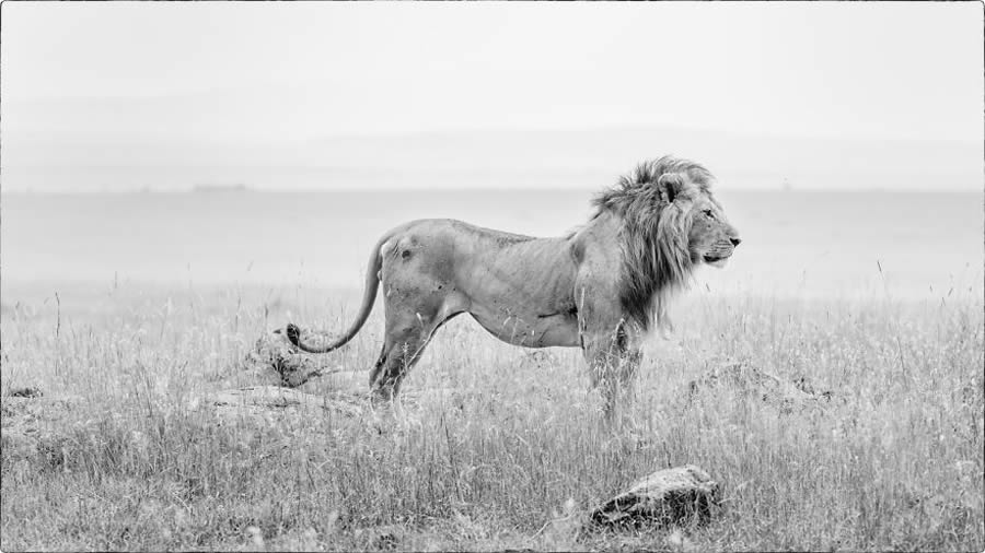 Black And White Wildlife Photos Of Kenya By Peter Delaney