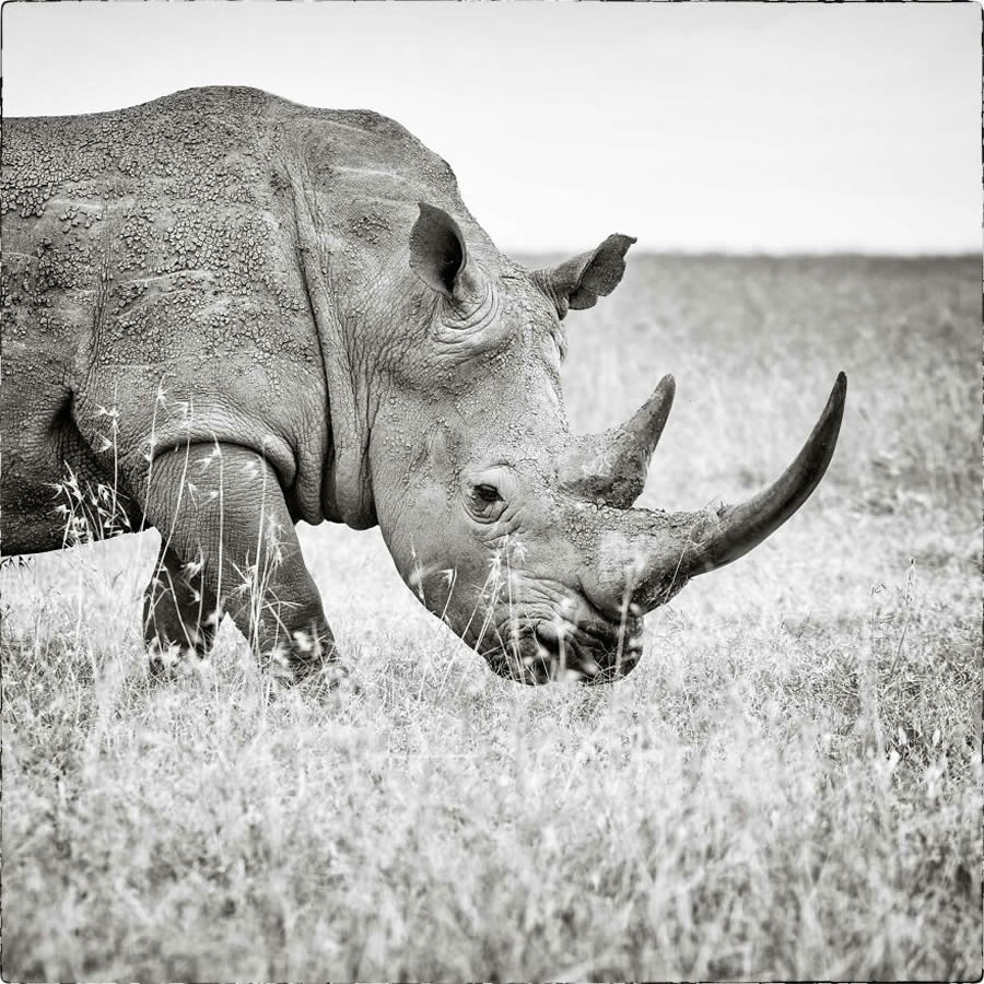 Black And White Wildlife Photos Of Kenya By Peter Delaney