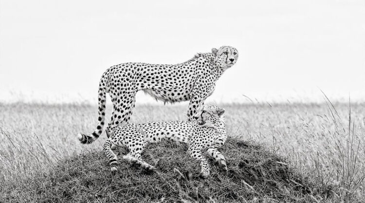 Black And White Wildlife Photos Of Kenya By Peter Delaney