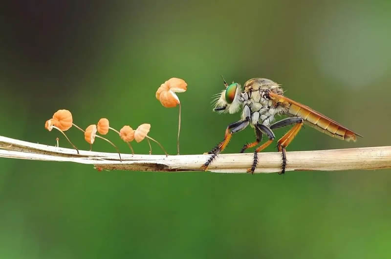 Macro Photography By Andri Priyadi