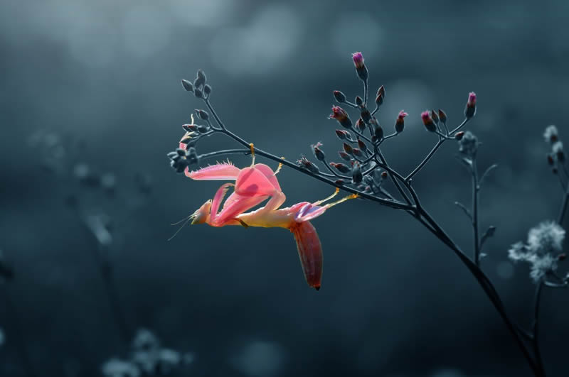 Macro Photography By Andri Priyadi