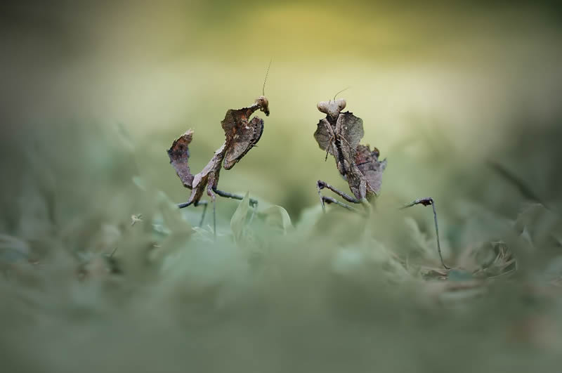 Macro Photography By Andri Priyadi