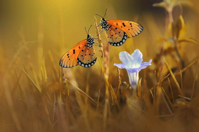 Macro Photography By Andri Priyadi