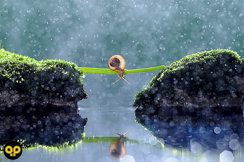 Macro Photography By Andri Priyadi