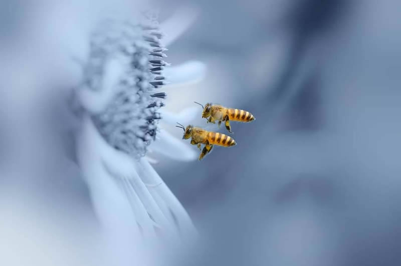 Macro Photography By Andri Priyadi