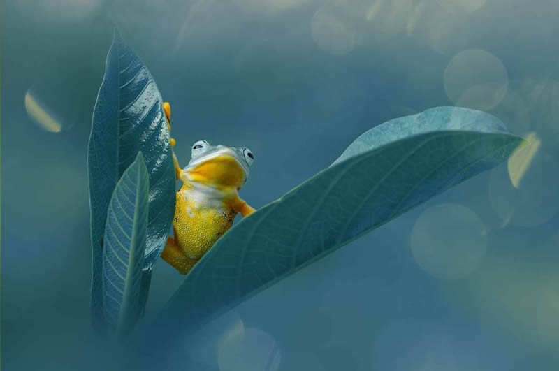 Macro Photography By Andri Priyadi