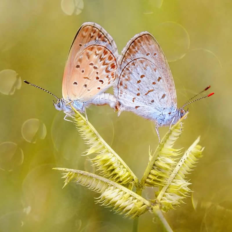 Macro Photography By Andri Priyadi