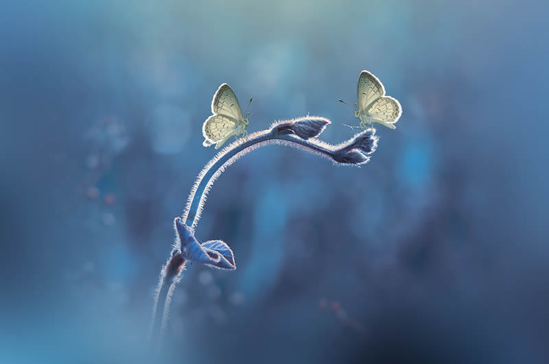 Macro Photography By Andri Priyadi