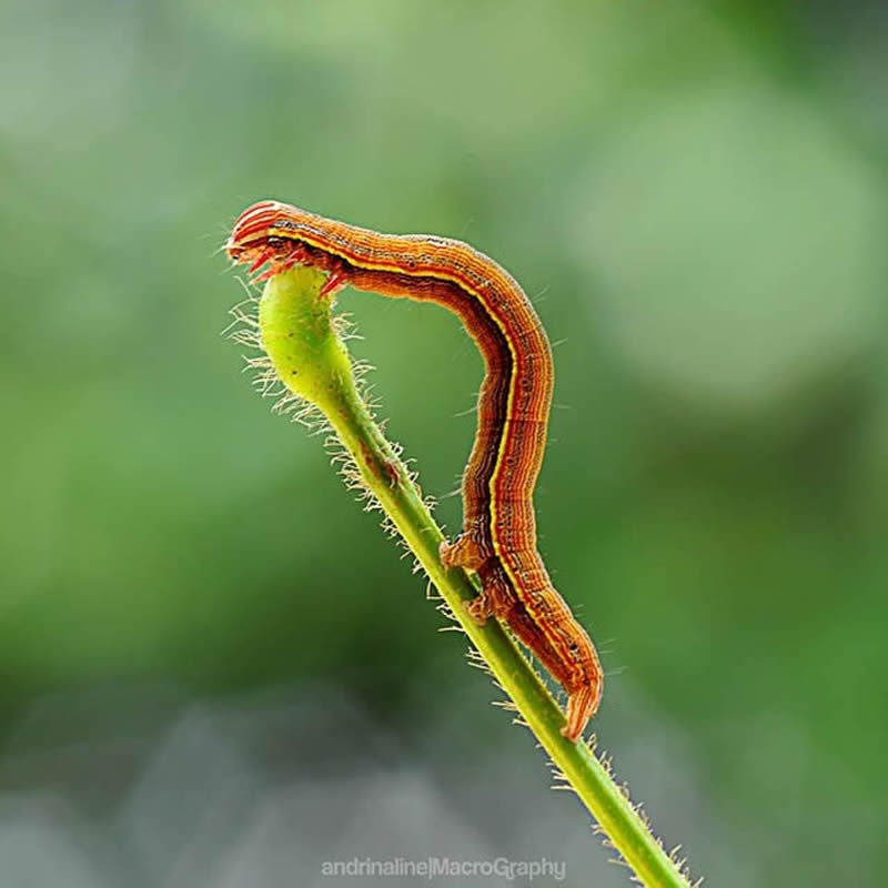 Macro Photography By Andri Priyadi