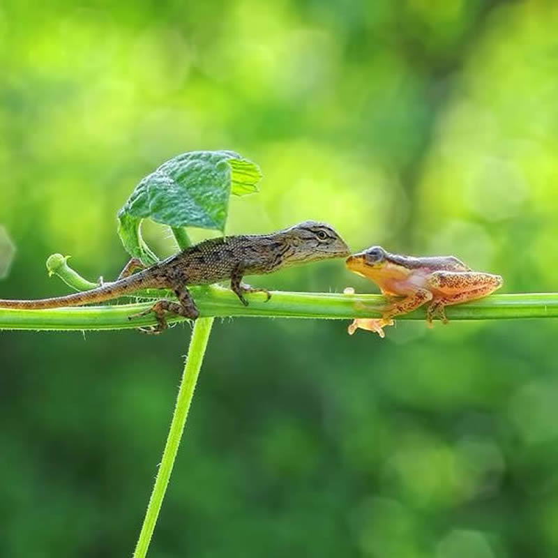 Macro Photography By Andri Priyadi