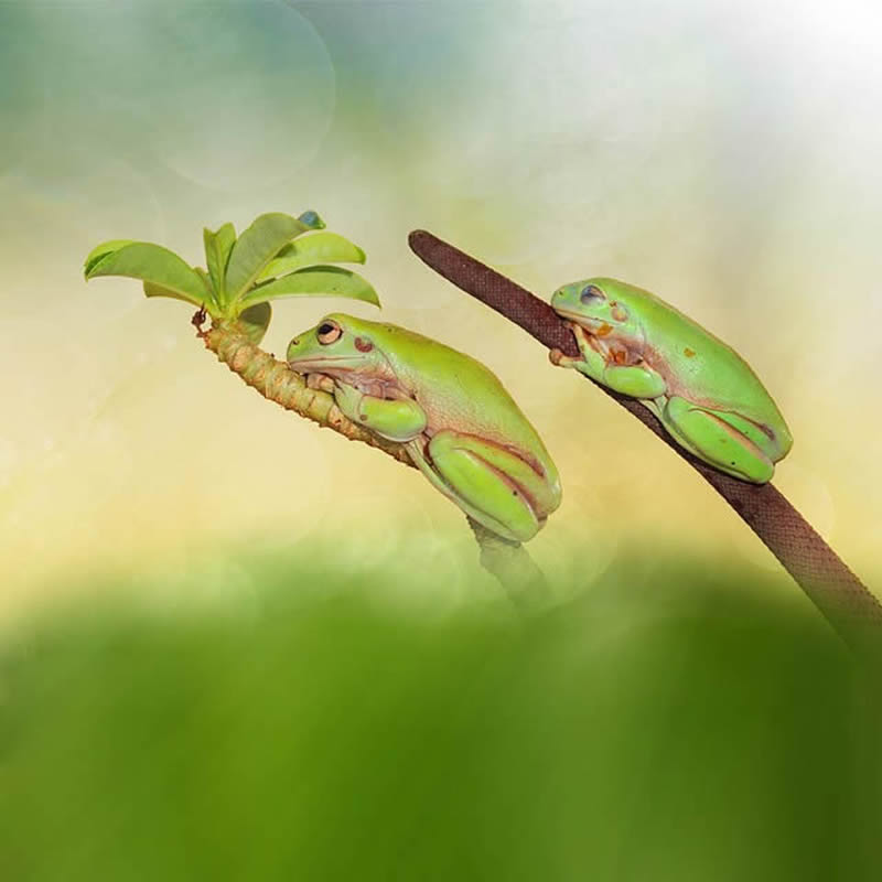 Macro Photography By Andri Priyadi