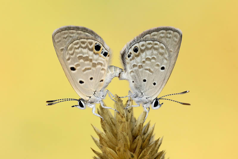 Macro Photos Of Insects By Hasan Baglar