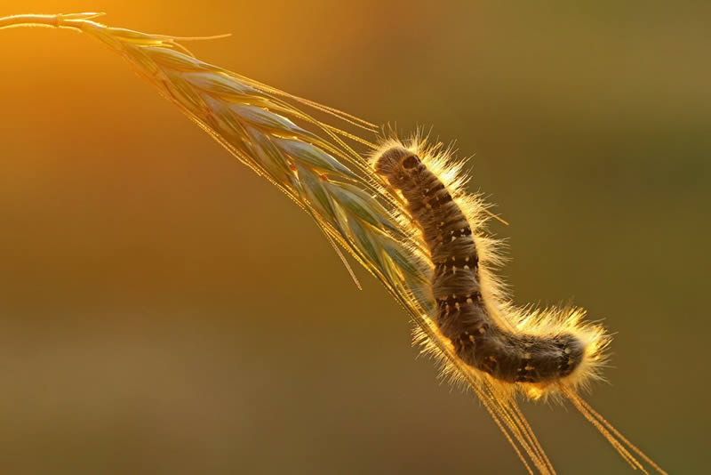 Macro Photos Of Insects By Hasan Baglar