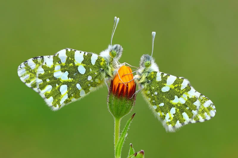 Macro Photos Of Insects By Hasan Baglar