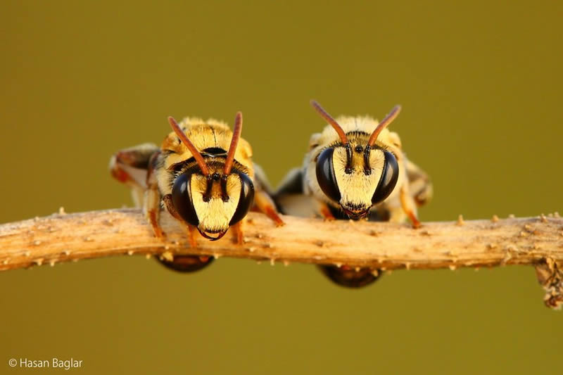 Macro Photos Of Insects By Hasan Baglar