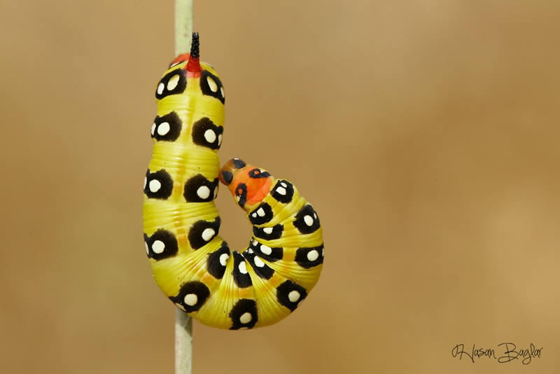 Macro Photos Of Insects By Hasan Baglar