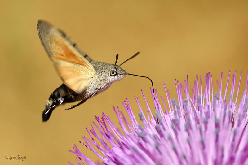 Macro Photos Of Insects By Hasan Baglar