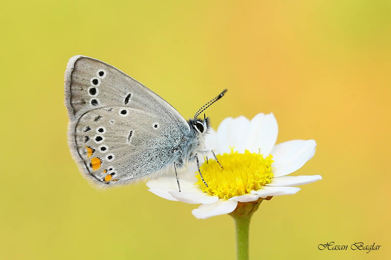 Macro Photos Of Insects By Hasan Baglar