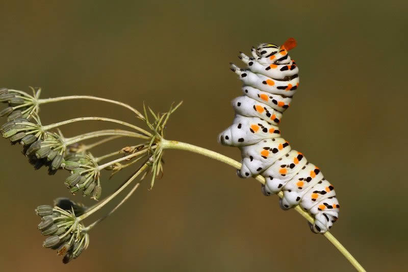 Macro Photos Of Insects By Hasan Baglar