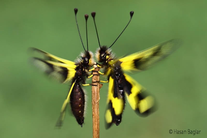 Macro Photos Of Insects By Hasan Baglar