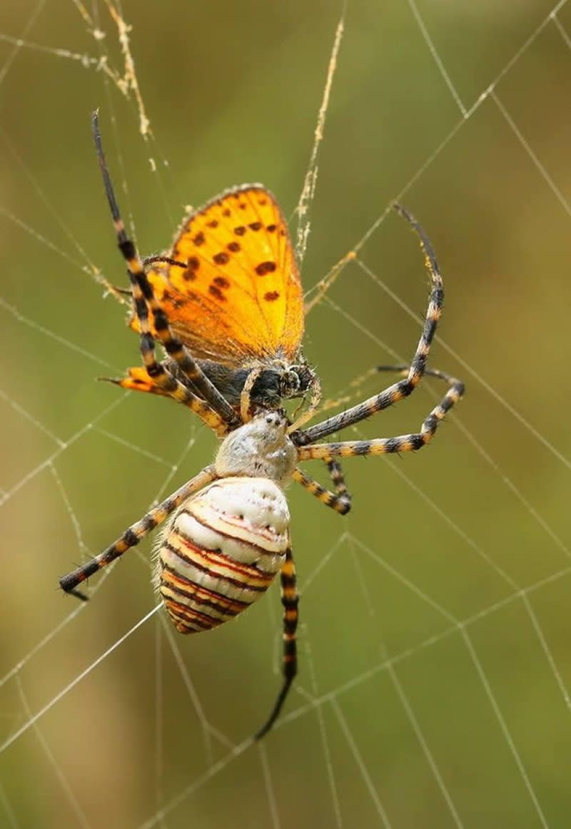 Macro Photos Of Insects By Hasan Baglar