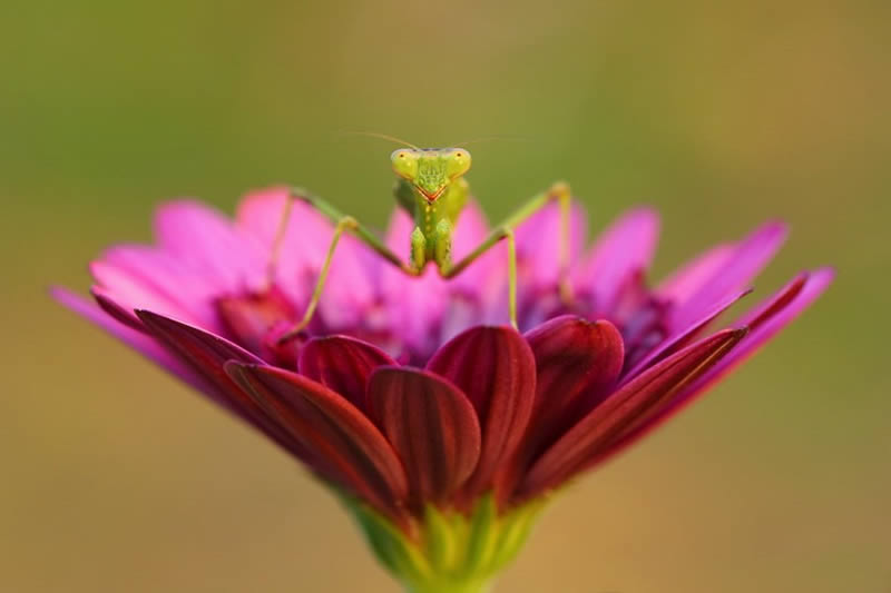 Macro Photos Of Insects By Hasan Baglar