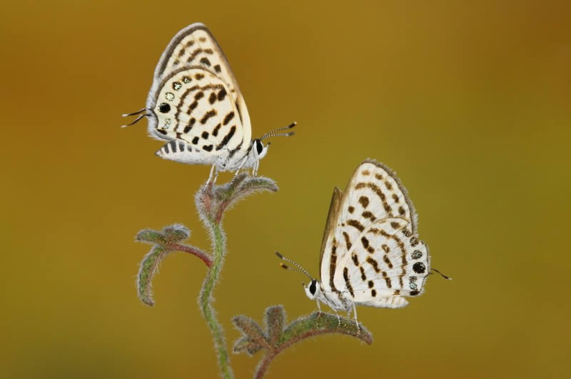 Macro Photos Of Insects By Hasan Baglar