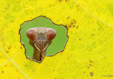 Macro Photos Of Insects By Hasan Baglar