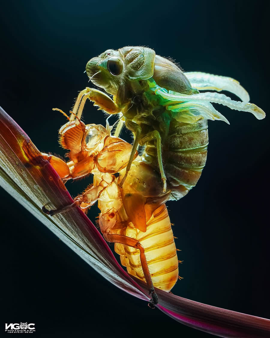 Macro Photography Of Insects By Tran The Ngoc