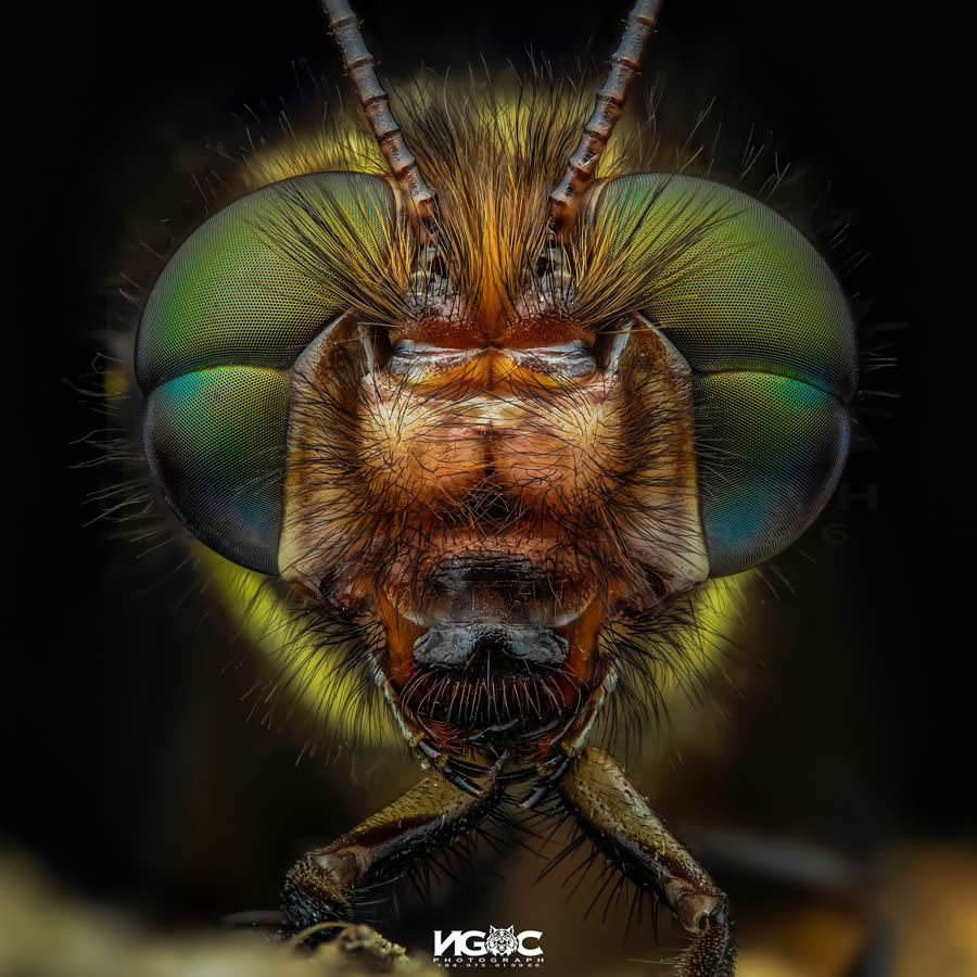 Macro Photography Of Insects By Tran The Ngoc