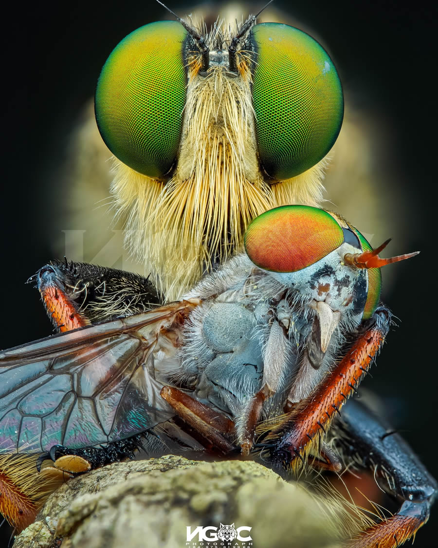 Macro Photography Of Insects By Tran The Ngoc