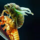 Macro Photography Of Insects By Tran The Ngoc