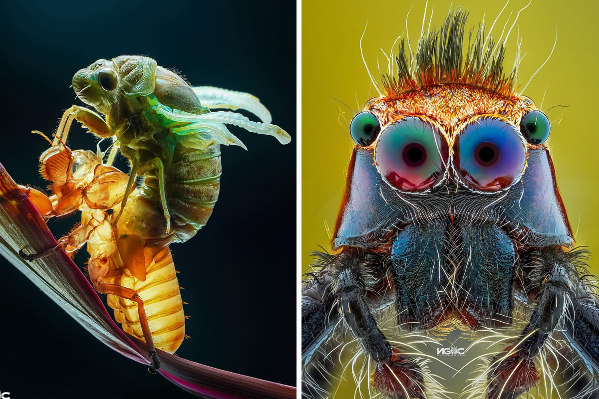 Macro Photography Of Insects By Tran The Ngoc