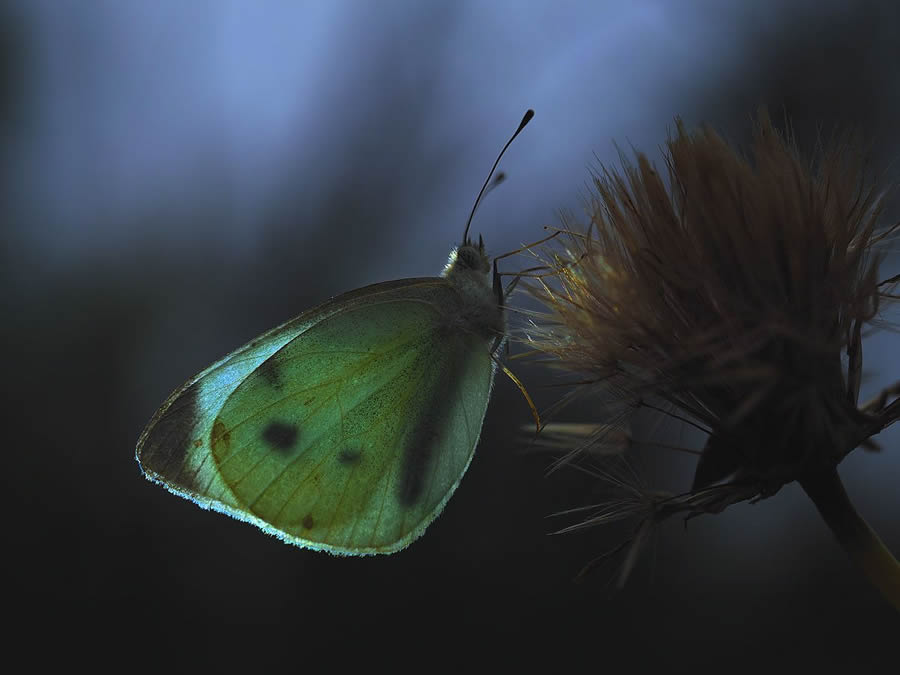 Mesmerizing Macro Photography By Yevgenii Lukashuk