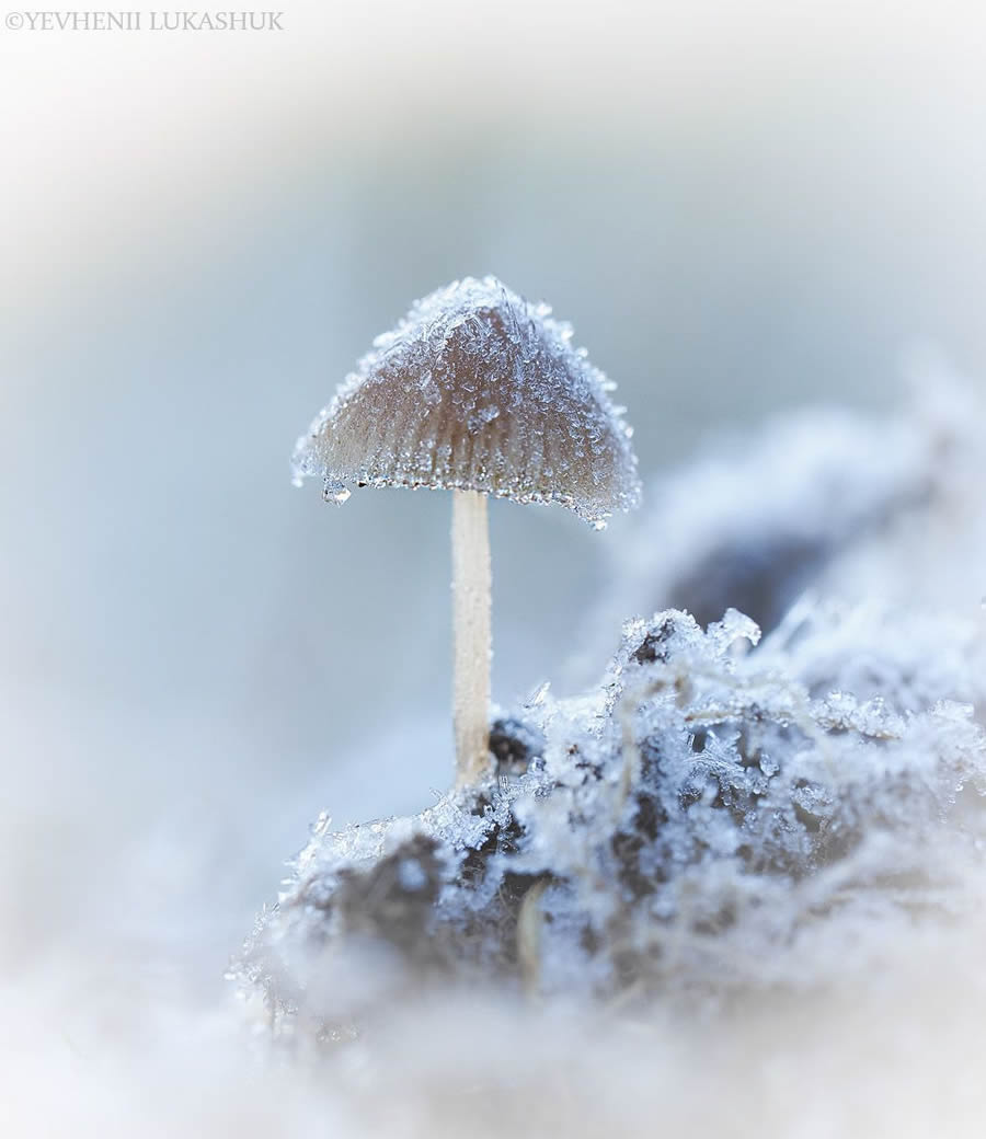 Mesmerizing Macro Photography By Yevgenii Lukashuk