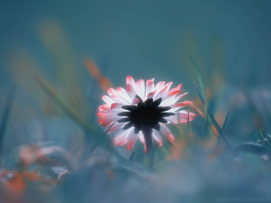 Mesmerizing Macro Photography By Yevgenii Lukashuk