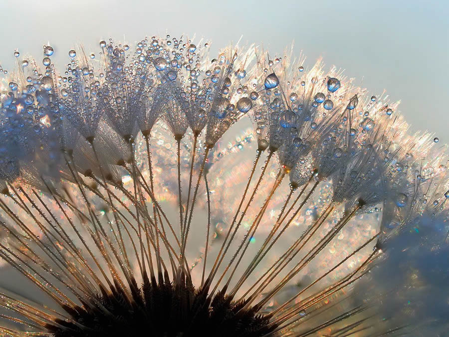 Mesmerizing Macro Photography By Yevgenii Lukashuk