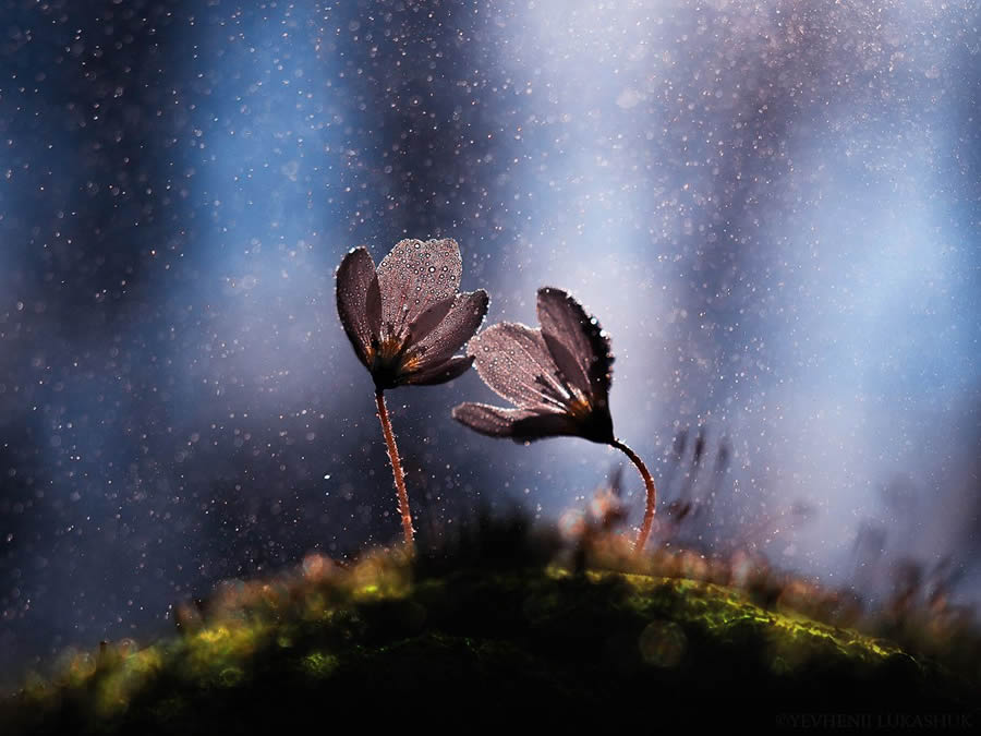 Mesmerizing Macro Photography By Yevgenii Lukashuk