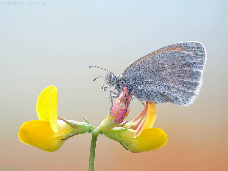 Mesmerizing Macro Photography By Yevgenii Lukashuk