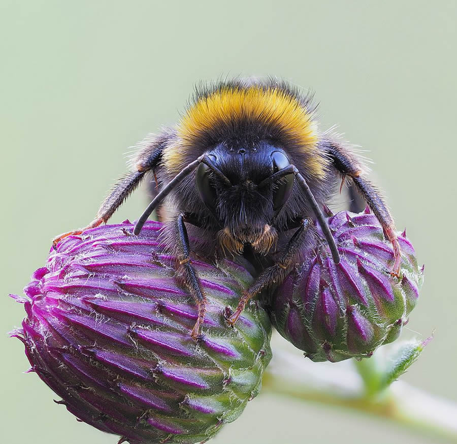 Mesmerizing Macro Photography By Yevgenii Lukashuk