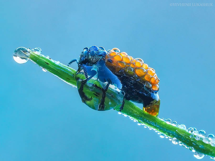 Mesmerizing Macro Photography By Yevgenii Lukashuk