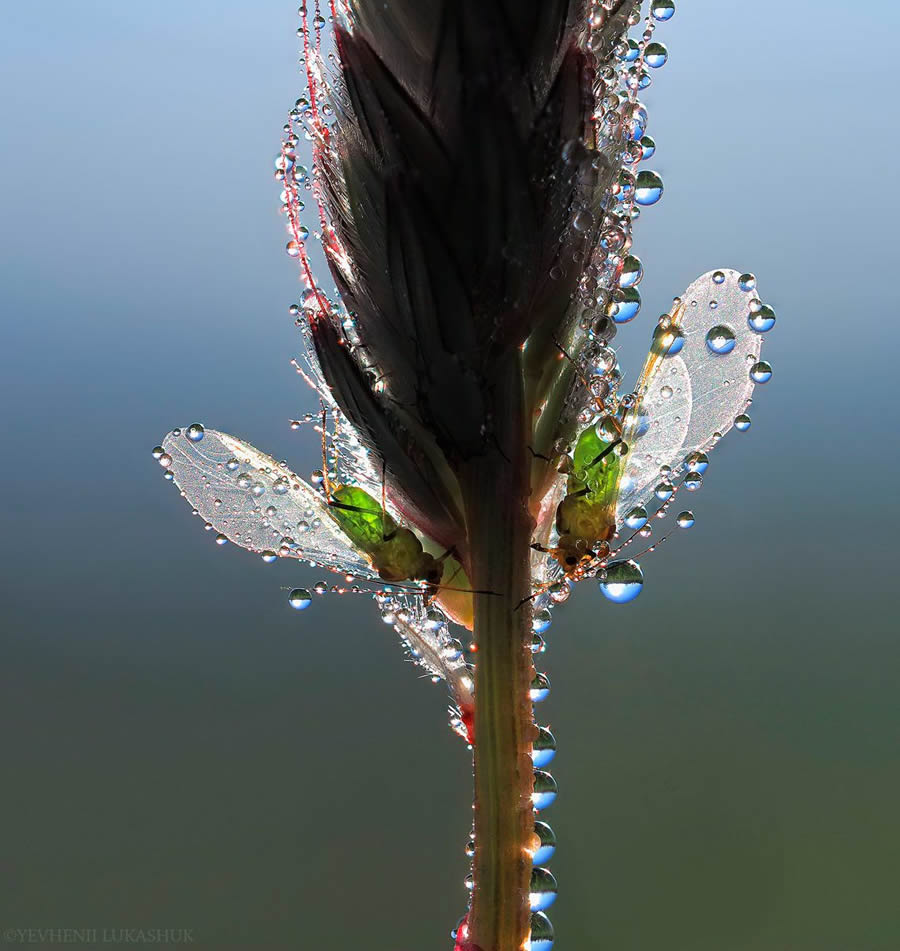 Mesmerizing Macro Photography By Yevgenii Lukashuk