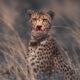 Wildlife Photography By Martin Meyer