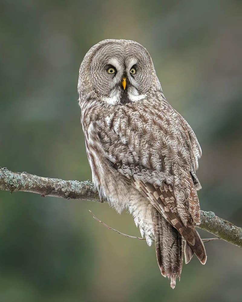 Incredible Photos Of Owls In The Forests Of Finland By Mikko Leppanen