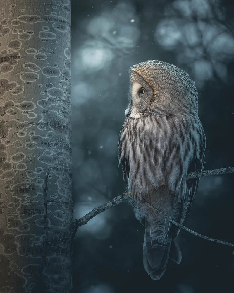 Incredible Photos Of Owls In The Forests Of Finland By Mikko Leppanen